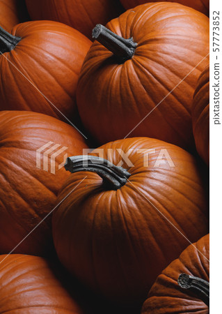 Many pumpkins background Many pumpkins background 57773852