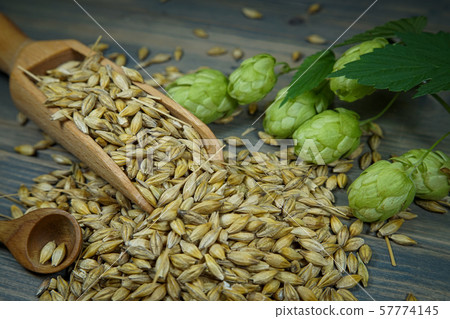 Branch of fresh hops on plant with barley seeds Branch of fresh hops on plant with barley seeds 57774145