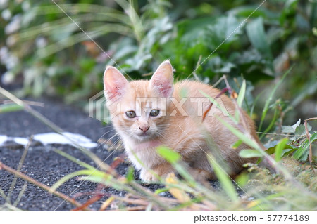 Cat, stray cat, tea tiger, kitten, September 57774189
