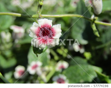  A terrible flower named Hexkazura 57774198