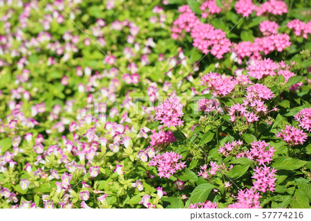 Pentas flowers Pentas flowers 57774216