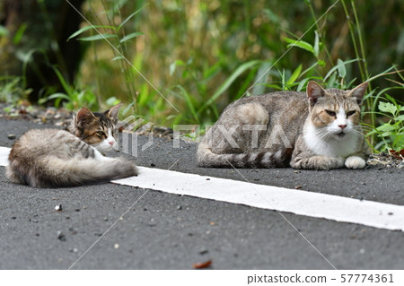 Cat, stray cat, mackerel white, parent and child, September, relax, mother cat, mother, kitten, Maki-chan Cat, stray cat, mackerel white, parent and child, September, relax, mother cat, mother, kitten, Maki-chan 57774361