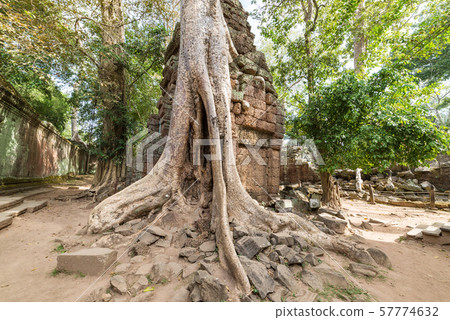 Ta Prohm famous jungle tree roots embracing Angkor Ta Prohm famous jungle tree roots embracing Angkor 57774632