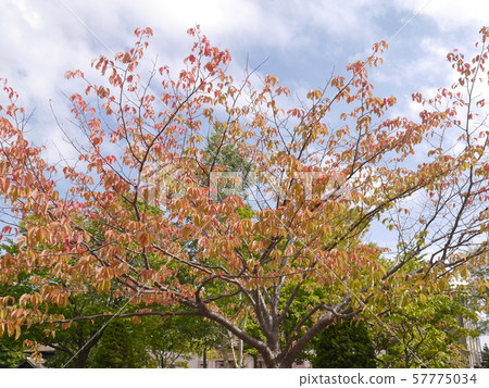 Autumn tree where autumn leaves begin Autumn tree where autumn leaves begin 57775034