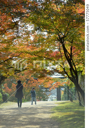 Autumn leaves of Saga Daikozenji, Kyushu, Japan Autumn leaves of Saga Daikozenji, Kyushu, Japan 57775049