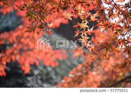 Autumn leaves of Saga, Japan Autumn leaves of Saga, Japan 57775051