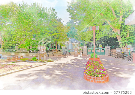 北海道夏季北海道大學植物園 北海道夏季北海道大學植物園 57775293