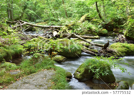Fallen tree of Oirase mountain stream 57775532