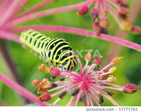 Caterpillars (Papilio machaon) eating grass (Apiaceae) 57775702