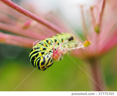 Cute caterpillar in the meal 57775705