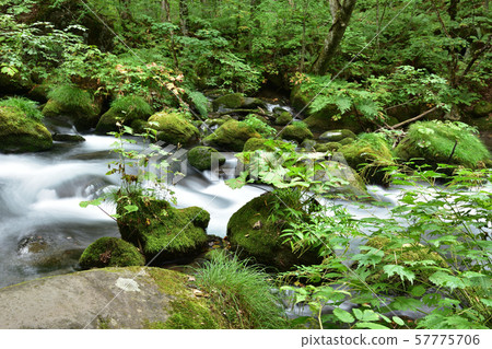 Oirase stream Oirase stream 57775706