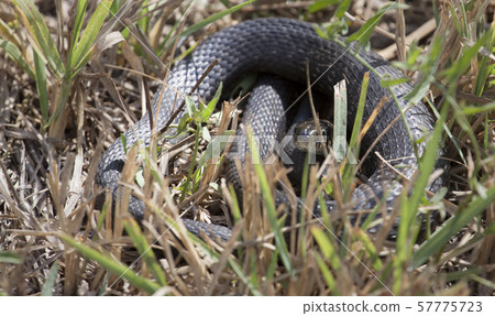 wild snake dry grass background  57775723