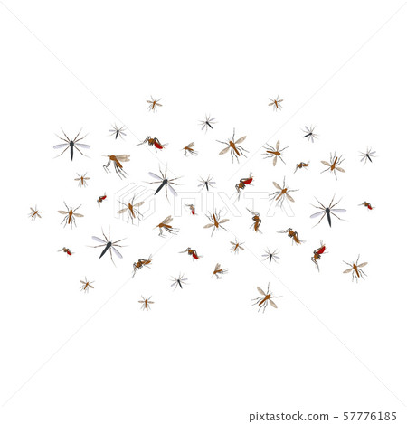 Cartoon Color Different Mosquito Flock Icon Set. Vector 57776185