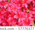 Azalea 57776377