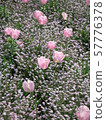 Tulip 57776378