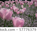 Tulip 57776379