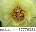Flowers 57776381