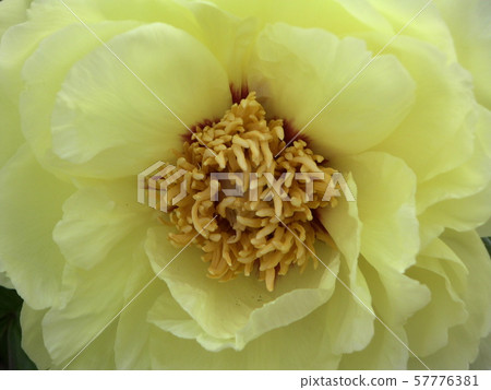 花 57776381
