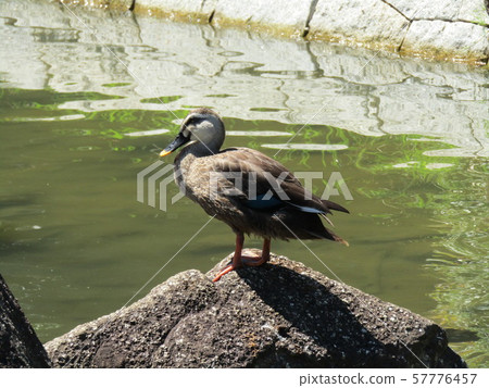 Caldamo of Inage Seaside Park Pond with increased family Caldamo of Inage Seaside Park Pond with increased family 57776457