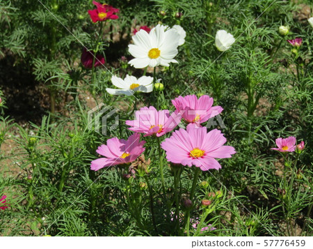Representative of autumn flowers White pink cosmos flowers 57776459