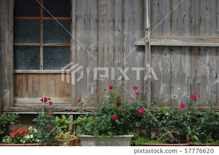 Flowers growing at the eaves of an old private house in southern Okinawa 57776620
