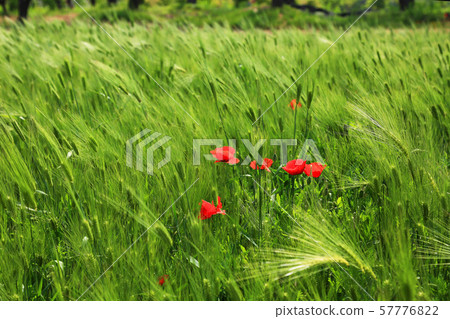 韓國風景 57776822