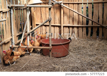 Chicken coop, native chicken Chicken coop, native chicken 57777223