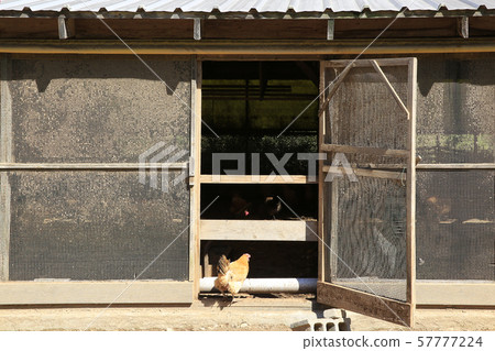 Chicken coop, native chicken 57777224