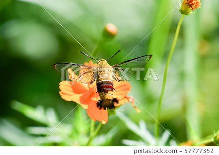 Ooskasiba Ooskasiba 57777352