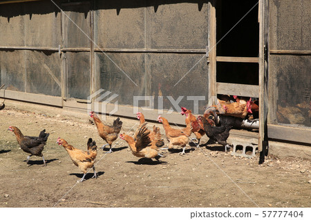 Eco-friendly farming, native chicken 57777404