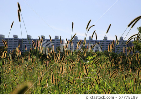 加長川-努里路，長廊 57778189