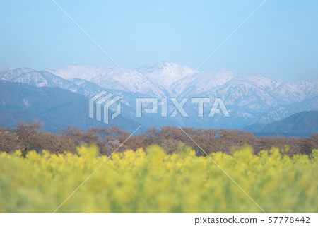 富山北阿爾卑斯和油菜田的美麗景色 57778442