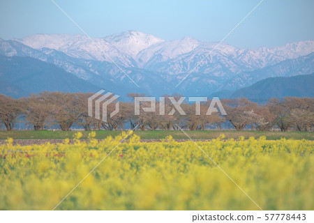 富山北阿爾卑斯和油菜田的美麗景色 富山北阿爾卑斯和油菜田的美麗景色 57778443