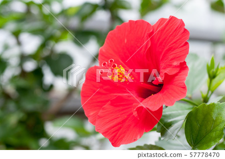 Hibiscus Hibiscus 57778470