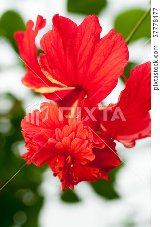 Hibiscus 57778477