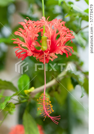 Hibiscus Hibiscus 57778479