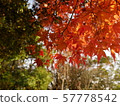 Momiji who changed leaves 57778542