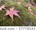 Autumn leaves fallen leaves 57778543