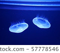 Jellyfish illuminated by blue 57778546