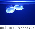 Jellyfish illuminated by blue 57778547