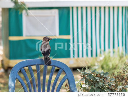 Jay bird sitting on chair back outdoor Jay bird sitting on chair back outdoor 57778650