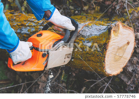 Close up of a lumberjack cutting old wood with a chainsaw. Close up of a lumberjack cutting old wood with a chainsaw. 57778746