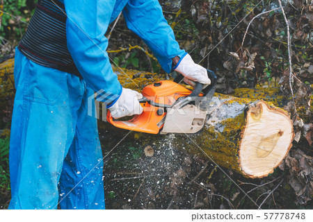 Close up of a lumberjack cutting old wood with a chainsaw. Close up of a lumberjack cutting old wood with a chainsaw. 57778748