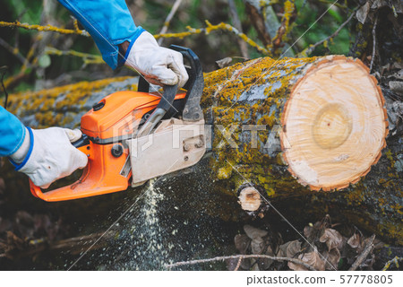 Close up of a lumberjack cutting old wood with a chainsaw. Close up of a lumberjack cutting old wood with a chainsaw. 57778805