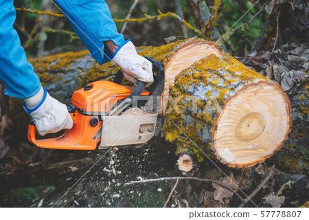 Close up of a lumberjack cutting old wood with a chainsaw. Close up of a lumberjack cutting old wood with a chainsaw. 57778807