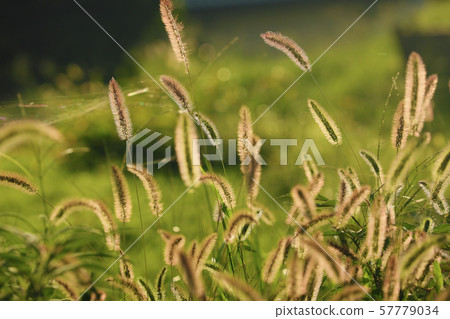 Setaria viridis Setaria viridis 57779034