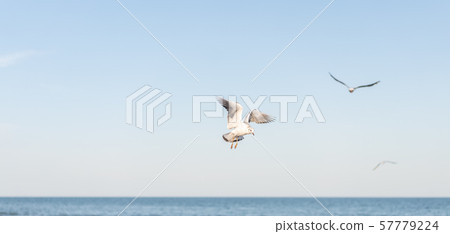 Several beautiful white seagull fly over water Several beautiful white seagull fly over water 57779224