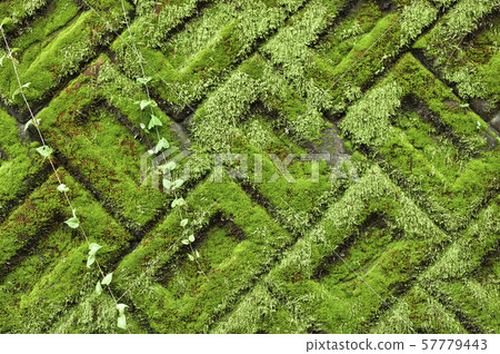 Moss background material Moss growing on the building blocks Moss background material Moss growing on the building blocks 57779443