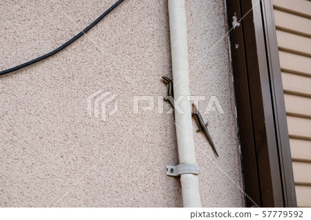 Two geckos climbing the outer wall Two geckos climbing the outer wall 57779592