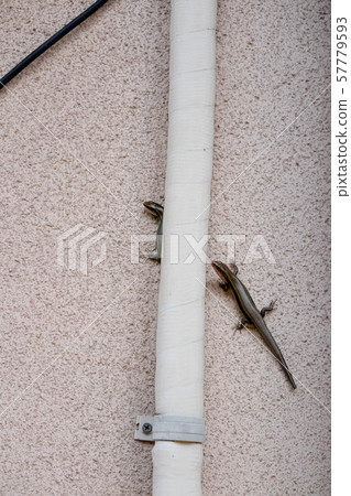 Two geckos climbing the outer wall Two geckos climbing the outer wall 57779593